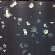 ロピタルさんのアイコン画像