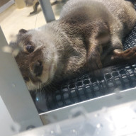 わんっさんのアイコン画像