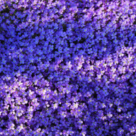 ユエさんのアイコン画像