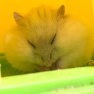 玲王さんのアイコン画像