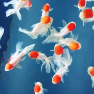 *HAKURA*さんのアイコン画像