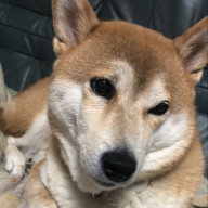 pinkiddさんのアイコン画像