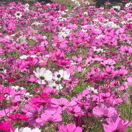 ぱっちさんのアイコン画像