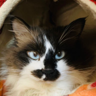 如月 たつよしさんのアイコン画像