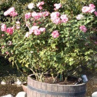 CREAM greenさんのアイコン画像