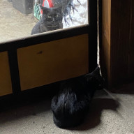 フェリペさんのアイコン画像