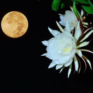 Queen of a night🐺🐷さんのアイコン画像