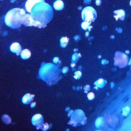 歌音さんのアイコン画像