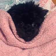  모아さんのアイコン画像