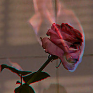 澪琉さんのアイコン画像