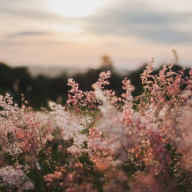 舞桜さんのアイコン画像