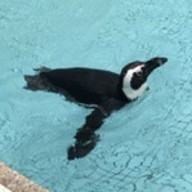 Pennyさんのアイコン画像