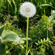 曖昧な名無しさんのアイコン画像