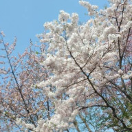 水華さんのアイコン画像