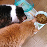 H.H.さんのアイコン画像