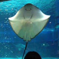 雪見だいふくさんのアイコン画像