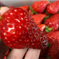 蓮さんのアイコン画像