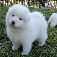 ゆゆさんのアイコン画像