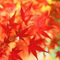 あきのは🍁さんのアイコン画像