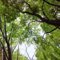 fireflyさんのアイコン画像