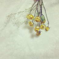 dried flower.
