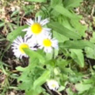 つばさᐡ。› ·̫ ‹。ᐡ 🌱🖇さんのアイコン画像