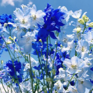 彗月さんのアイコン画像