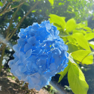 Jurinaさんのアイコン画像