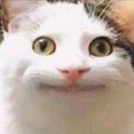 マッシュルームさんのアイコン画像