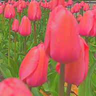 つぶつぶみかん。さんのアイコン画像