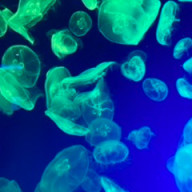 ゲールさんのアイコン画像