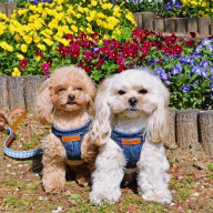 みぃさんのアイコン画像