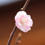 ダメ人間製造機さんのアイコン画像