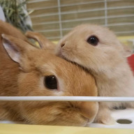 💎🇯🇵안나🇰🇷🍭さんのアイコン画像