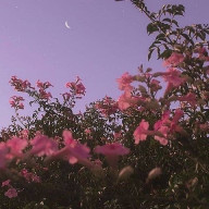 ゆ ず はさんのアイコン画像