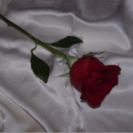 姫さんのアイコン画像