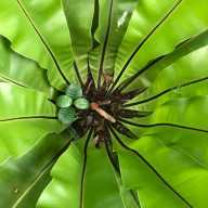 ふたば ∞　#夜行性さんのアイコン画像