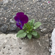 れいさんのアイコン画像