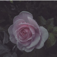 🥀 荊。さんのアイコン画像