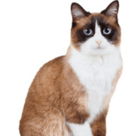 ここちさんのアイコン画像