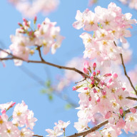 冬葉！「イタチ」さんのアイコン画像