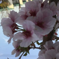 QK_Aquaさんのアイコン画像