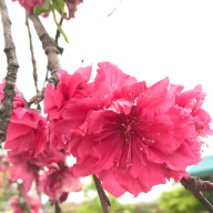 胡麻込さんのアイコン画像