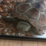 かめきち＠サブさんのアイコン画像