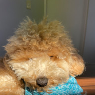 はるさんのアイコン画像