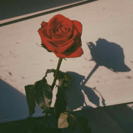 色蝶アゲハさんのアイコン画像