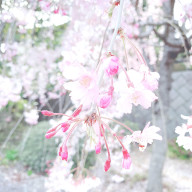 ぷくさんのアイコン画像