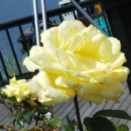 はるか🌈さんのアイコン画像