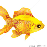 金魚 鯛