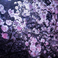 夜桜 月さんのアイコン画像